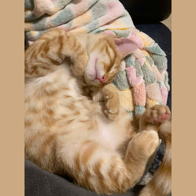 Photo of Angus