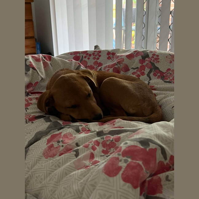 Photo of Honey