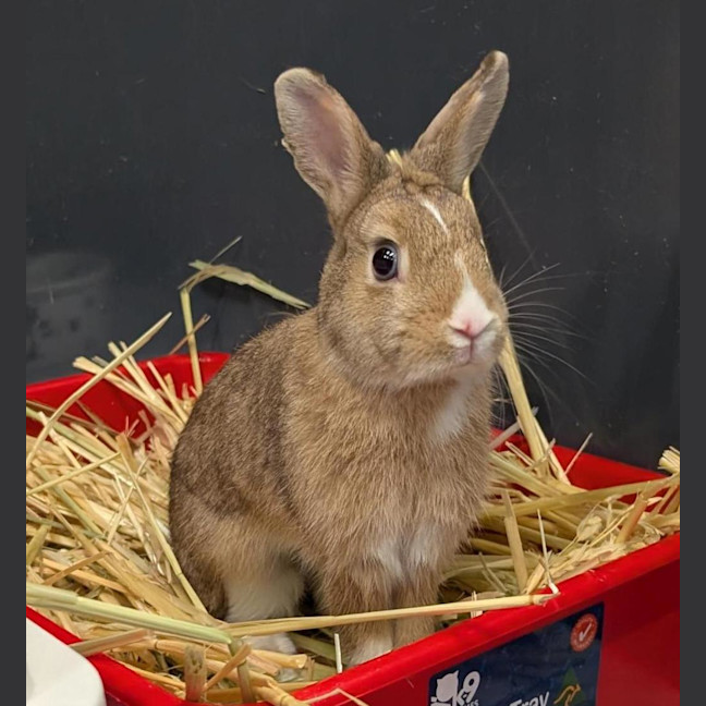Photo of Sandy (Bonded With Penny Loafer)