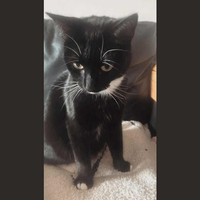 Photo of Luna Sanderson