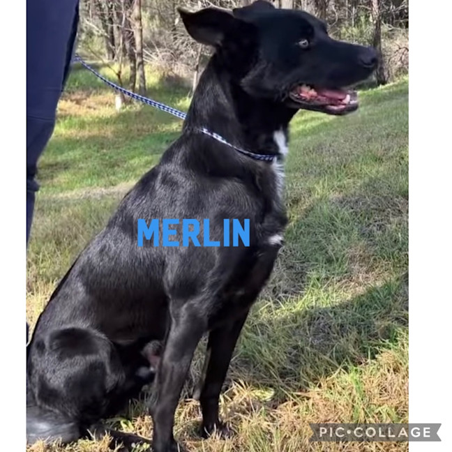 Photo of Merlin