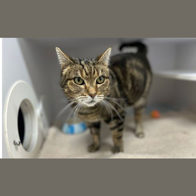 Photo of Puss