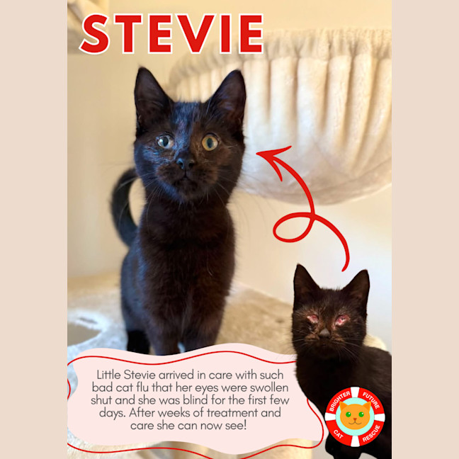 Photo of Stevie