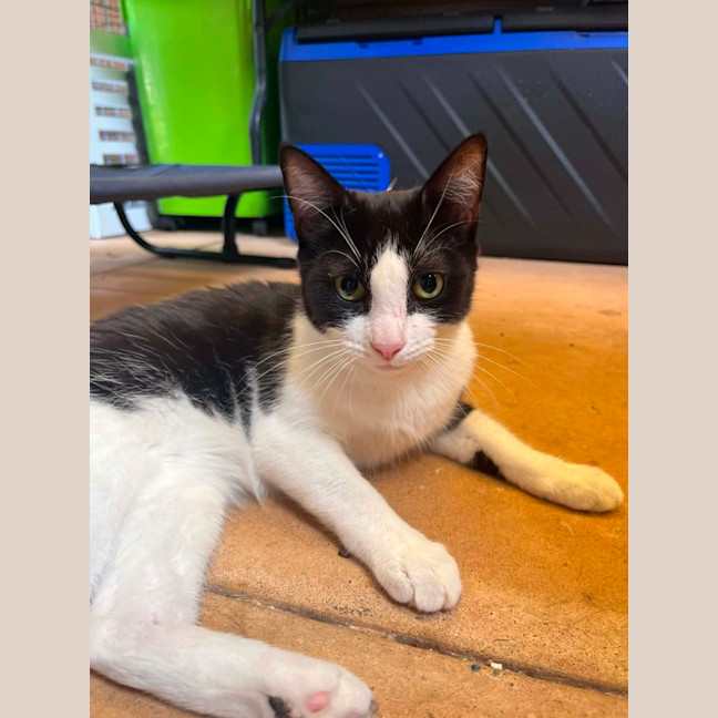 Photo of Meowly Cyrus