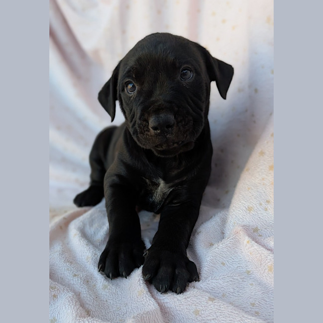 Photo of Boomer