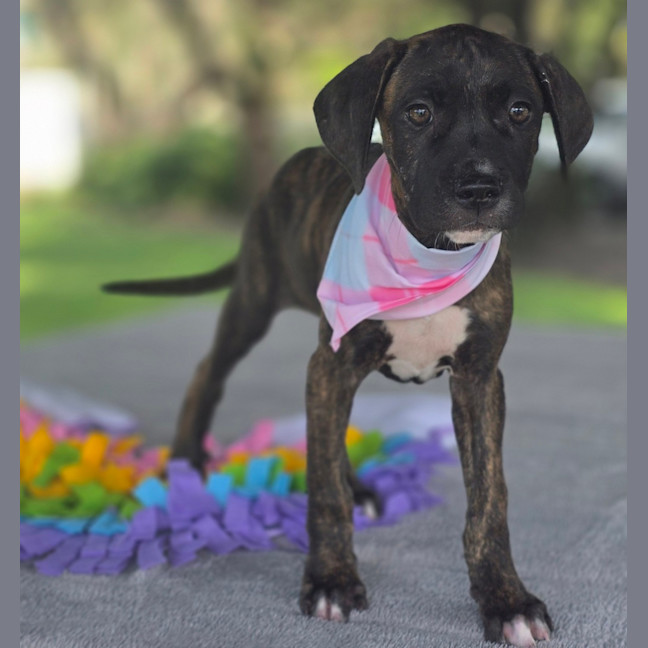 Photo of Shiloh