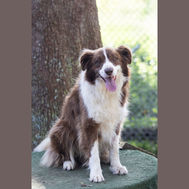 Photo of Rusty