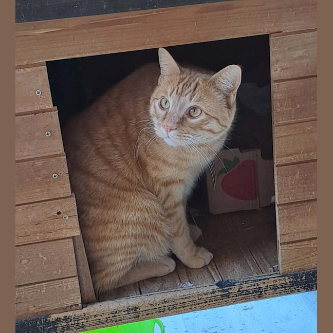Photo of Ludo