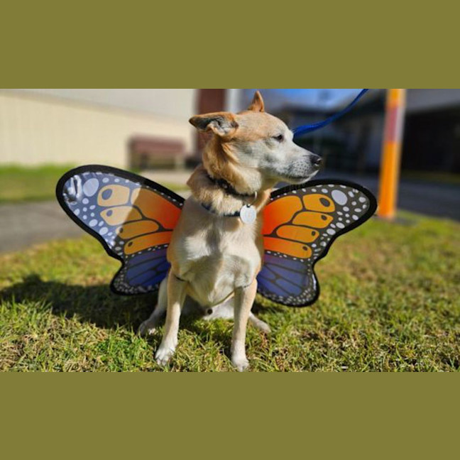 Photo of Lucky