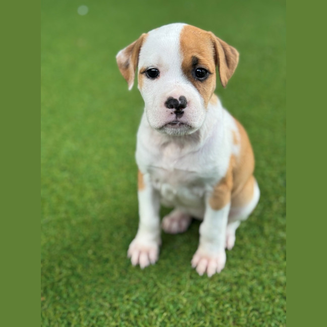 Photo of D1209 Millie