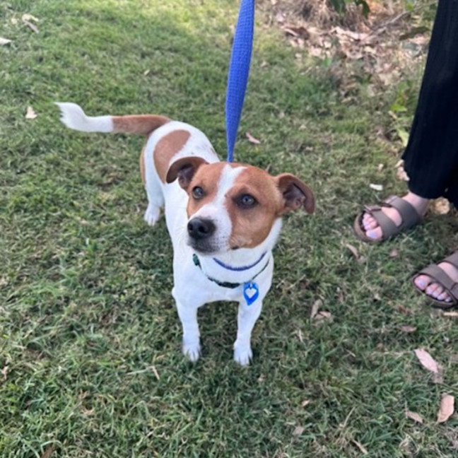 Photo of Peanut