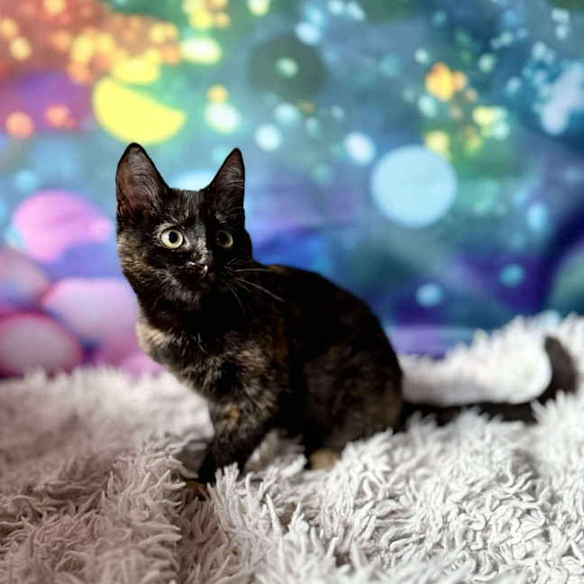 Photo of Vangel   Located In East Brunswick