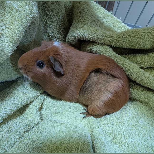 Photo of Lovey