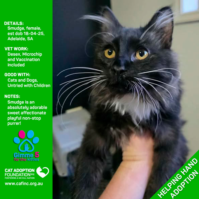 Photo of Helping Hand Adoption   Smudge!