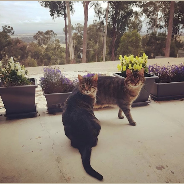 Photo of Seeker & Luna