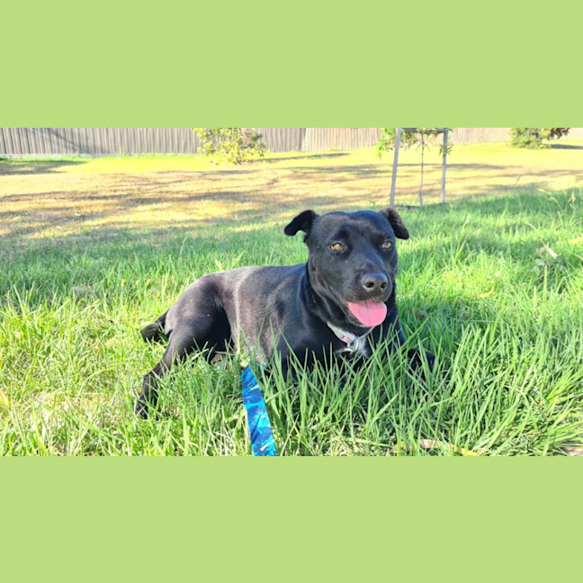 Photo of Pippa