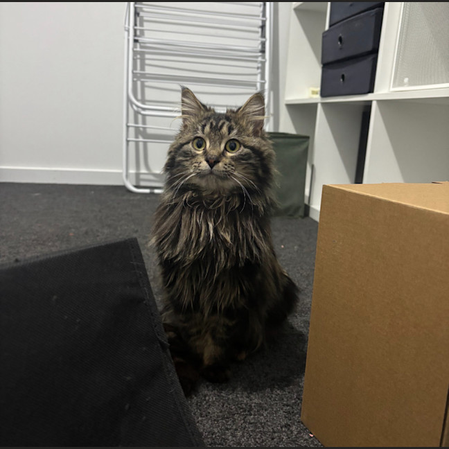 Photo of Dill Pickle