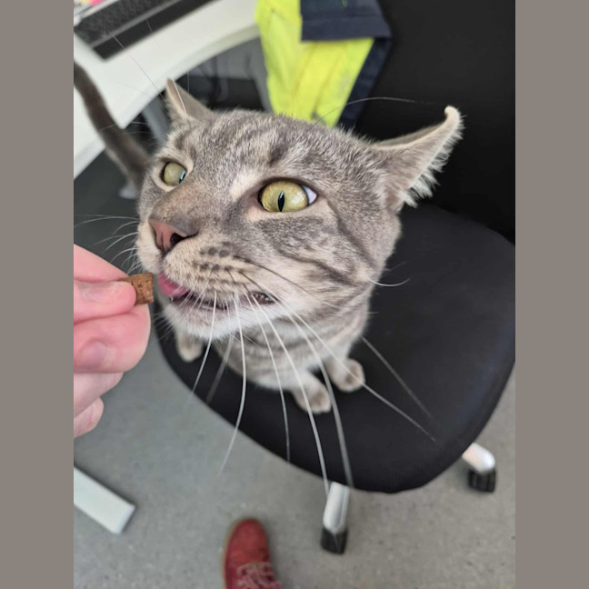 Photo of Draco! 🎩