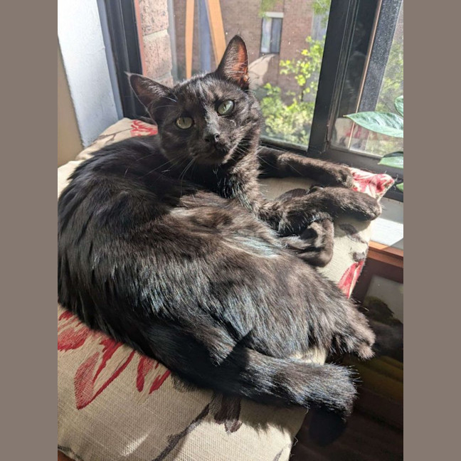 Photo of Percival