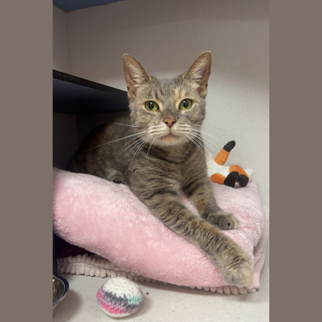 Photo of Misty