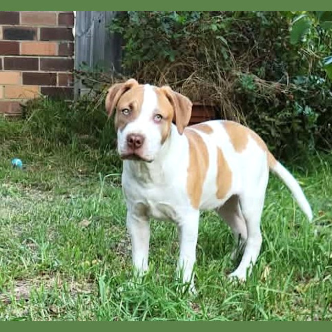 Photo of Bert & Ernie