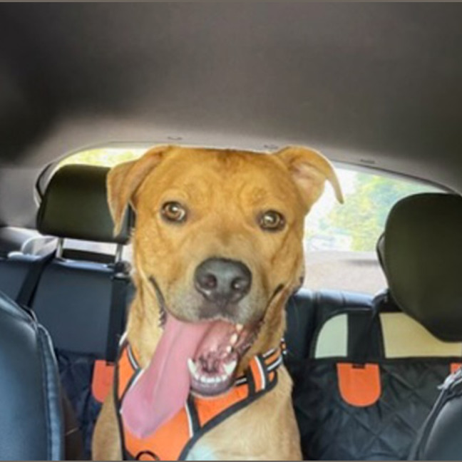 Photo of Buddy