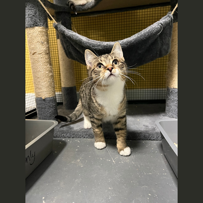 Photo of Whiskey