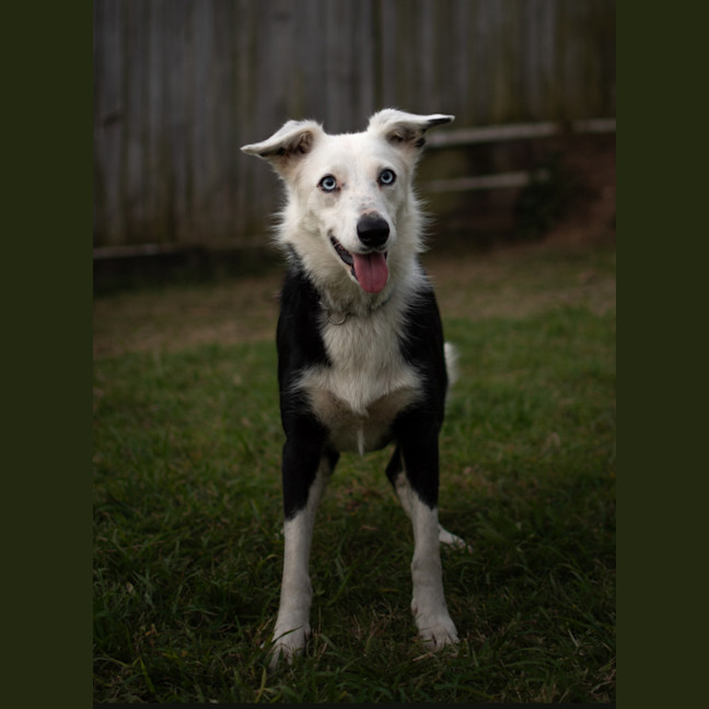 Photo of Tinker