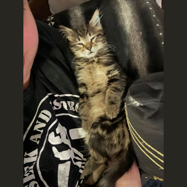 Photo of Louie **2nd Chance Cat Rescue**