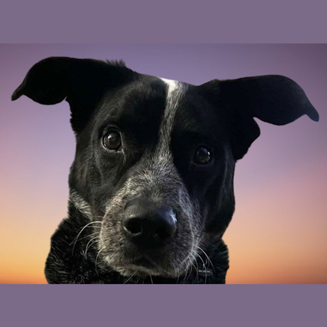 Photo of Rocky