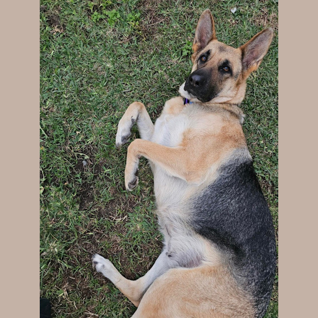 Photo of Luna