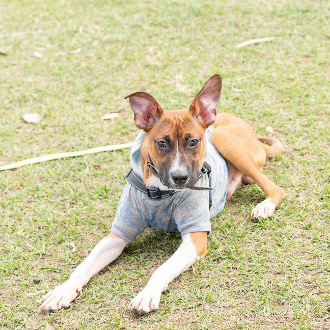 Photo of Buster