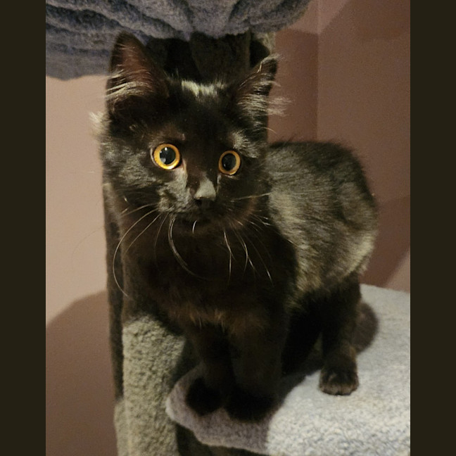 Photo of Luca (In Foster Care In Templestowe)