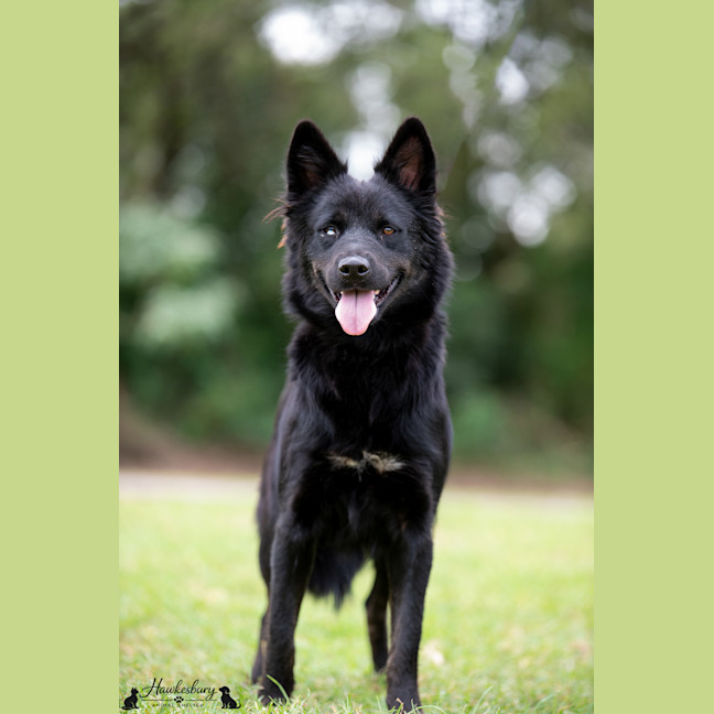 Photo of Bear