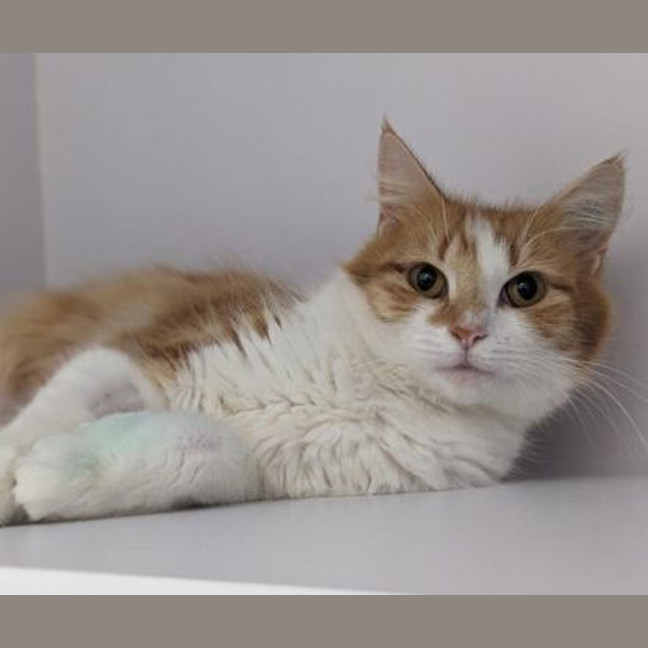 Photo of Aggie
