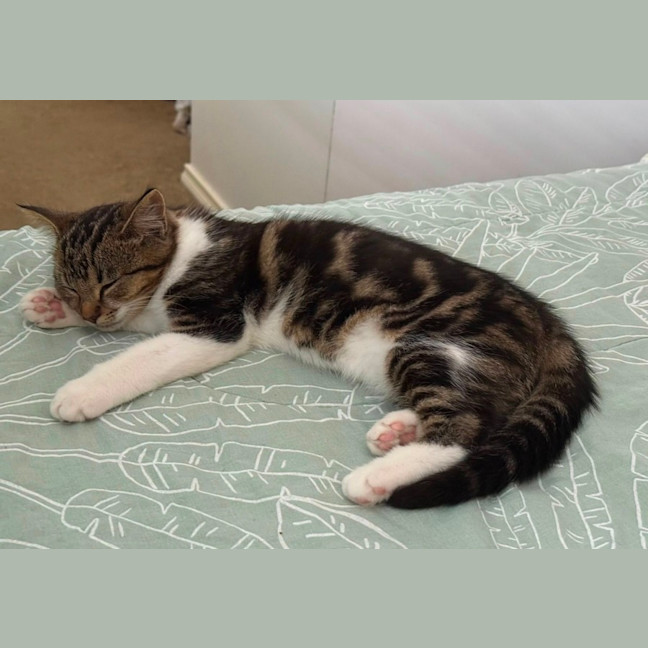 Photo of Frayeno **2nd Chance Cat Rescue**