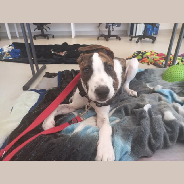 Photo of Axel