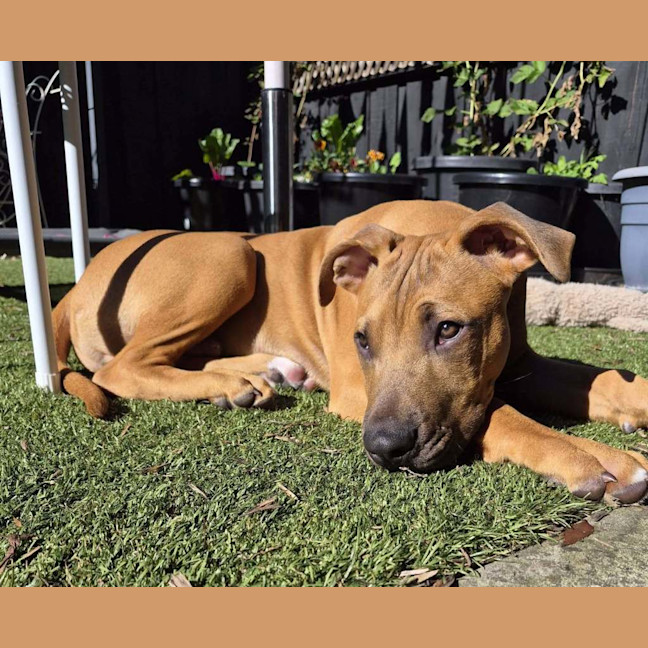 Photo of Jose' (Was Buster)