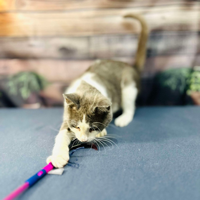 Photo of Lilly   Located In Brunswick East