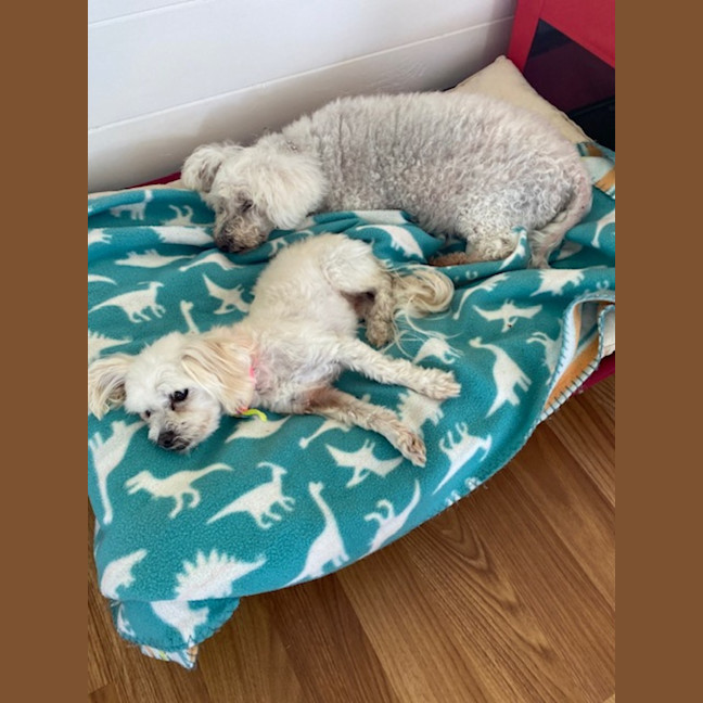 Photo of Angel (Beau And Angel)