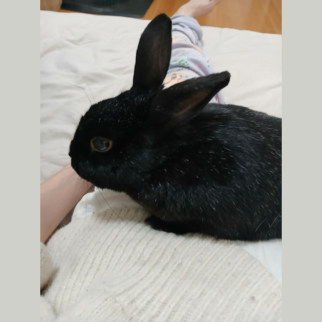 Photo of Bonnie Boy