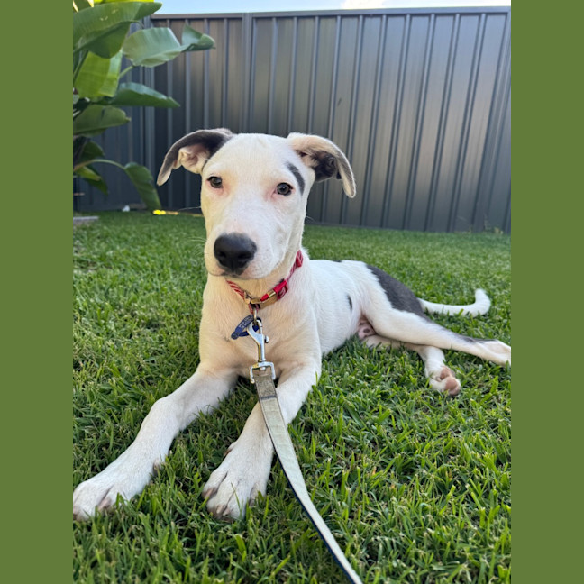 Photo of Ayaz   5 Month Old Mastiff X