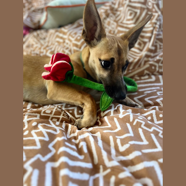 Photo of Humphrey (Nugget)