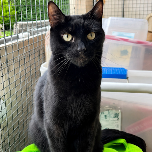 Photo of Binx