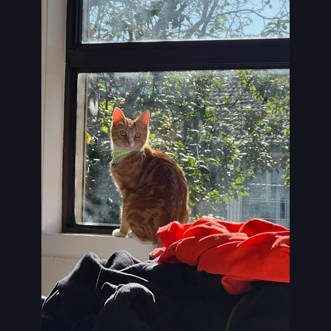 Photo of ⭐ Missy ⭐