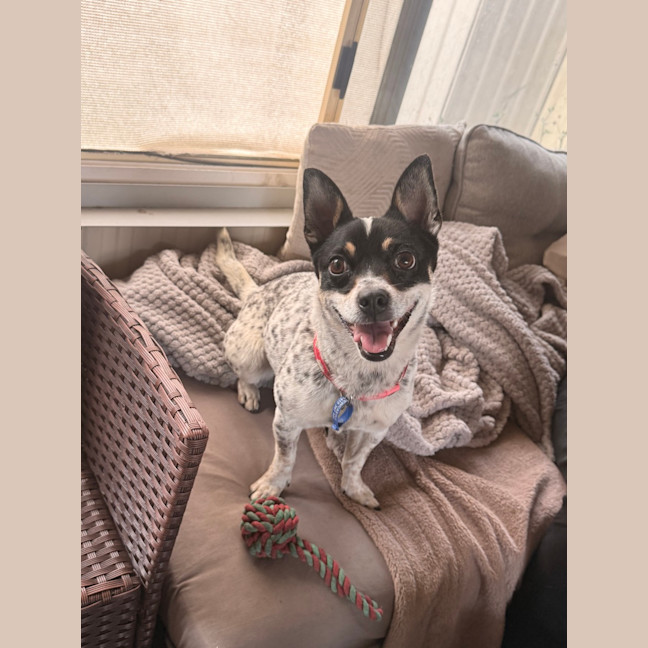 Photo of Bella