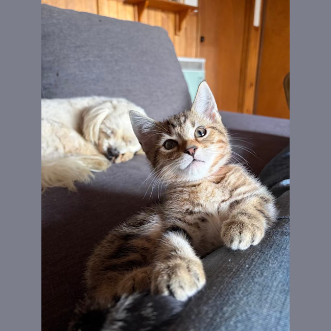 Photo of Humphrey