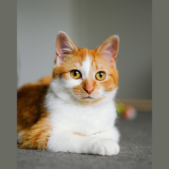 Photo of Marigold