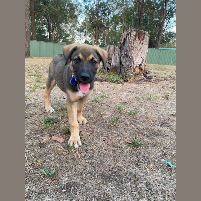 Photo of Merv  3 Month Old German Shepherd X