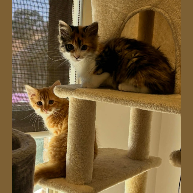 Photo of Jingle & Bell 